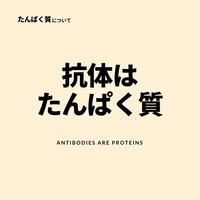 抗体はたんぱく質