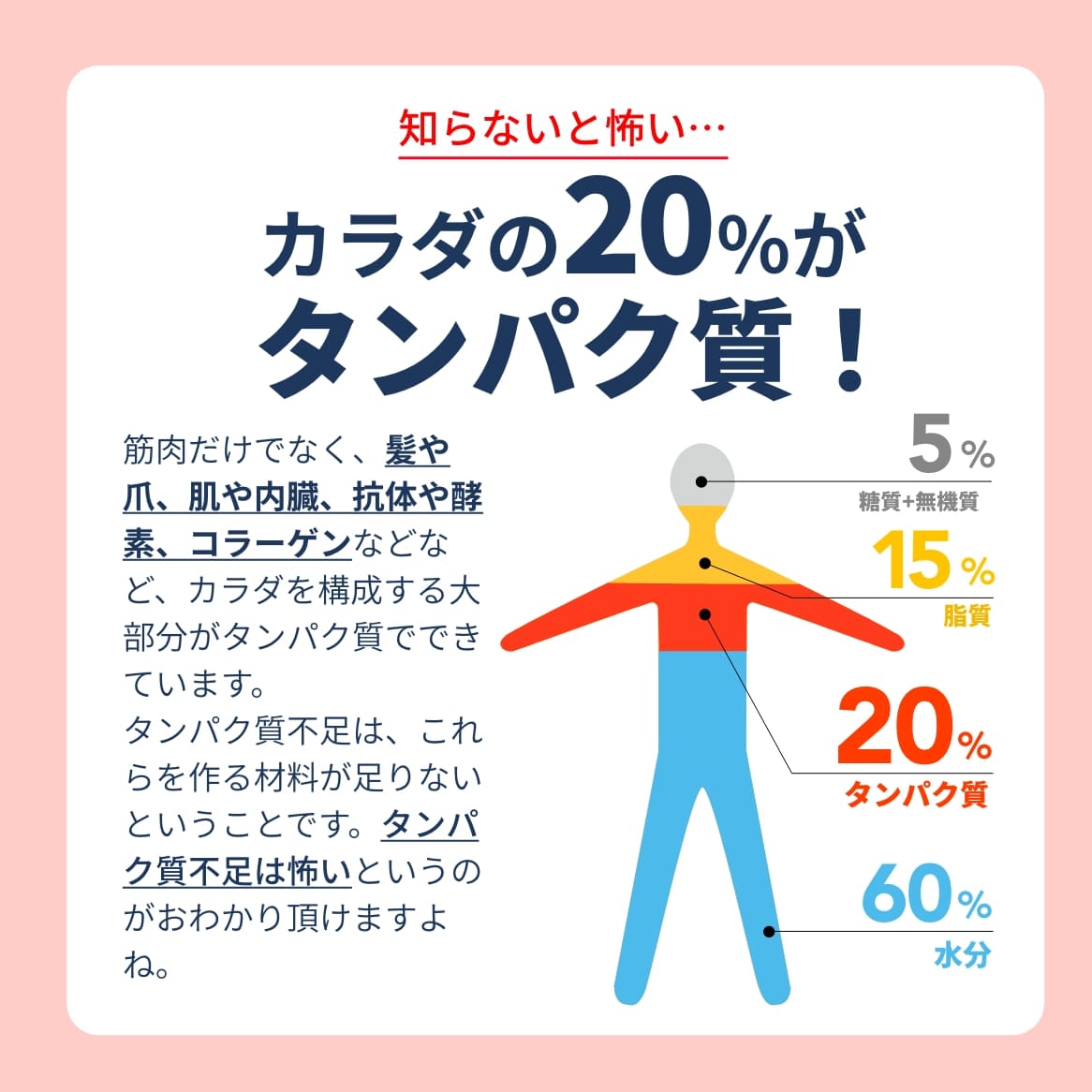 人のたんぱく質量
